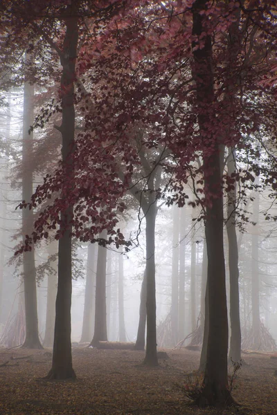 Ohromující barevné živé evokující podzim podzim mlžného lesa lan — Stock fotografie