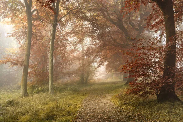 Stunning colorful vibrant evocative Autumn Fall foggy forest lan — Stock Photo, Image