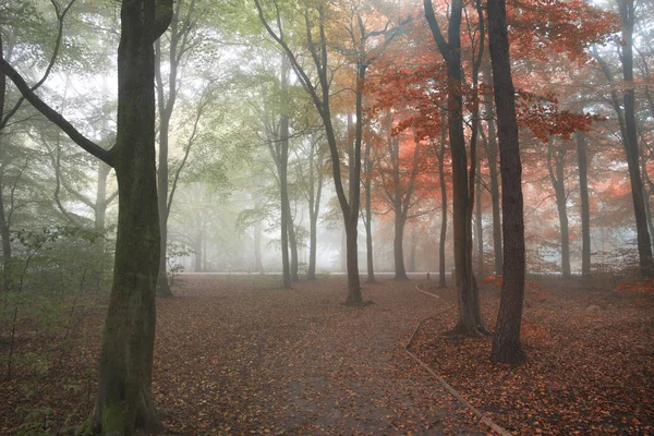 Stagioni che cambiano dall'estate all'autunno Concetto autunnale mostrato in — Foto Stock