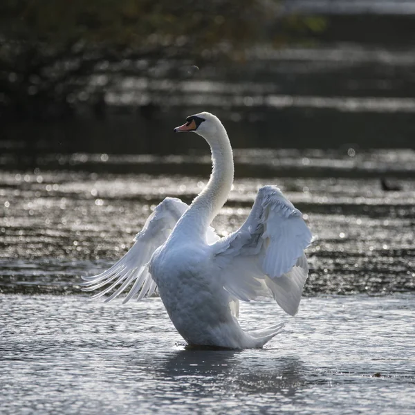 Elegante hermoso cisne mudo cygnus olor estira sus alas en — Foto de Stock
