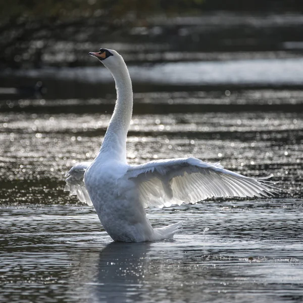 Elegante hermoso cisne mudo cygnus olor estira sus alas en — Foto de Stock