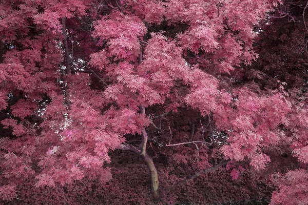 Atemberaubende abwechselnd lebendige bunte Waldlandschaft Baum concep — Stockfoto