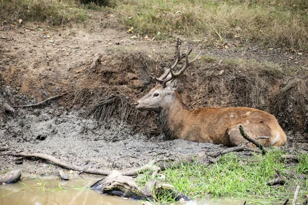 Red deer stag cervus elaphus takes a mudbath to cool down on Aut