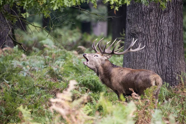 Cerf rouge Cervus Elaphus puissant majestueux dans les terres forestières — Photo