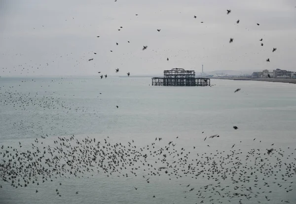 Amazing spectacle of starlings birds murmuration flying over sea — Stock Photo, Image