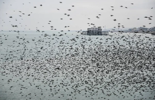 Úžasná podívaná špačci ptáci murmuration létání nad moře — Stock fotografie