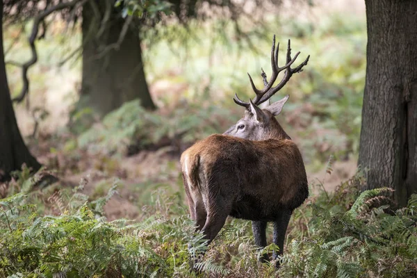 Majestätiska kraftfulla kronhjort stag Cervus Elaphus i skog landskap — Stockfoto