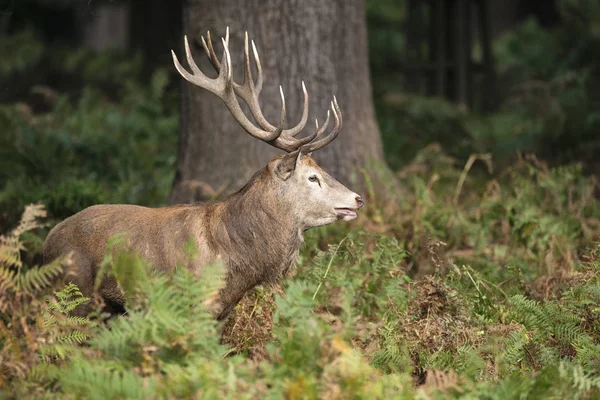 Fenséges erős gímszarvas legénybúcsúztatón Cervus Elaphus-erdei táj — Stock Fotó