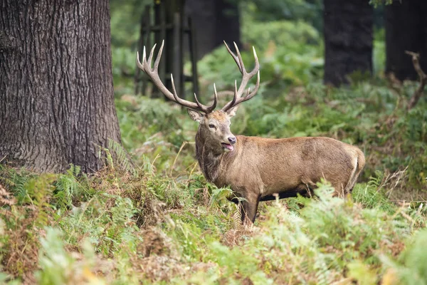 Majestueuze krachtige edelhert stag Cervus Elaphus in bos landsca — Stockfoto