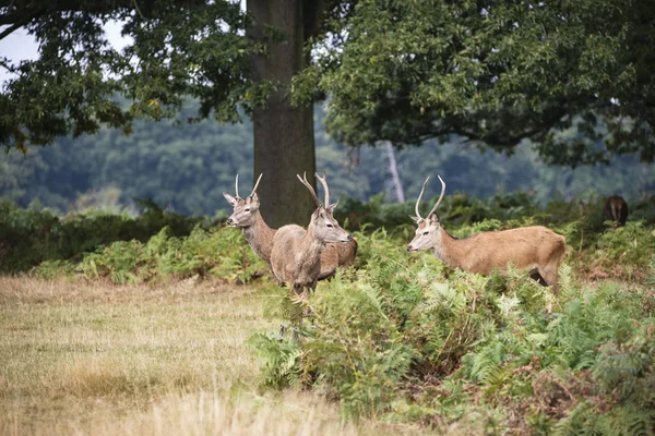 Jovem veado vermelho stags chalus elaphus na paisagem florestal durante r — Fotografia de Stock