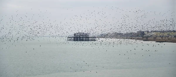 Amazing spectacle of starlings birds murmuration flying over sea — Stock Photo, Image