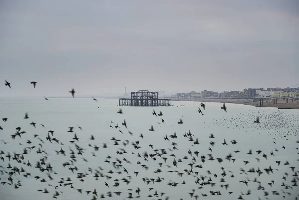 Amazing spectacle of starlings birds murmuration flying over sea — Stock Photo, Image