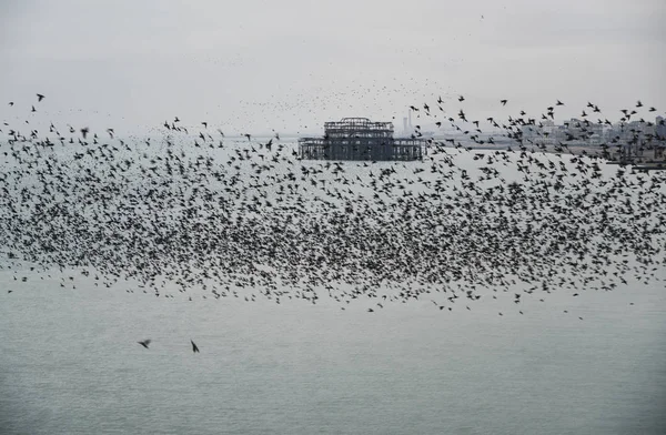 Increíble espectáculo de estorninos murmuración de aves volando sobre el mar —  Fotos de Stock