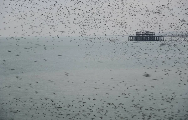 Erstaunliches Schauspiel der Stare Vögel Murmeln fliegen über das Meer — Stockfoto