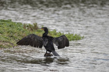 Karabatak Phalacrocoracidae yaymak güzel görüntü wings ben