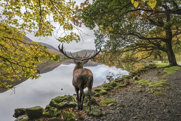 Impresionante ciervo rojo poderoso ciervo mira hacia fuera a través del lago hacia mo — Foto de Stock