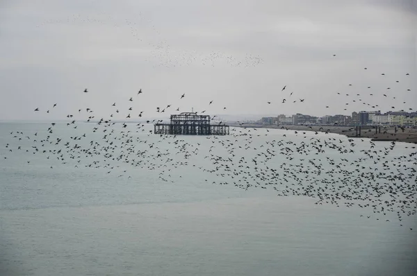 Increíble espectáculo de estorninos murmuración de aves volando sobre el mar — Foto de Stock