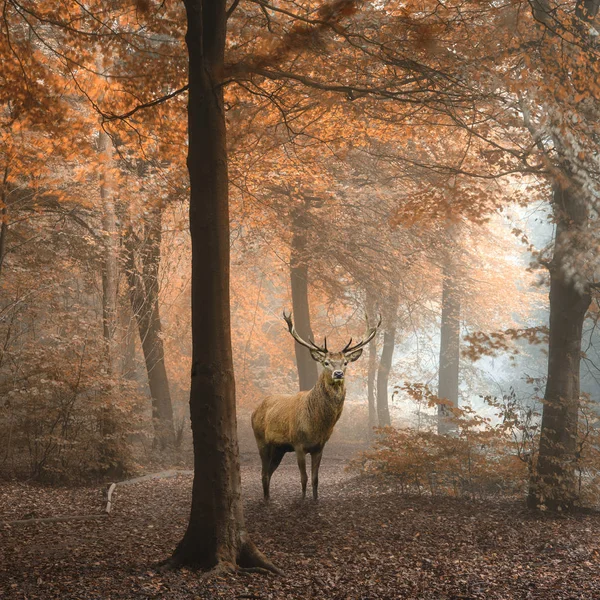 Красиве зображення червоного оленя в туманному Осінній барвистий ліс — стокове фото