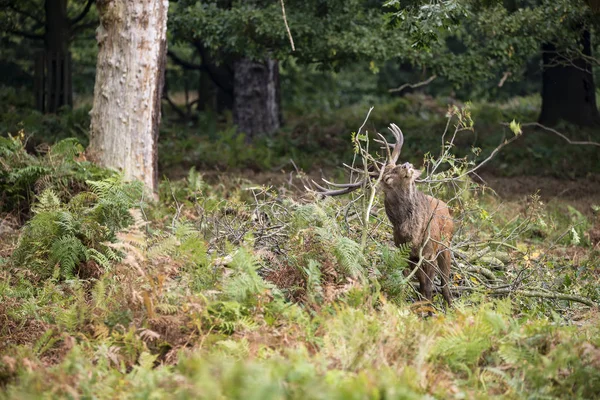Red deer stag using fallen branches to clean the velvet from his — Stock Photo, Image