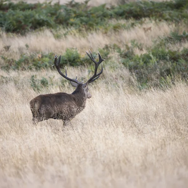 Majestuoso ciervo rojo poderoso Cervus Elaphus en el bosque landsca — Foto de Stock