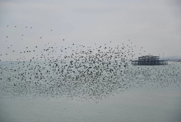 Amazing spectacle of starlings birds murmuration flying over sea — Stock Photo, Image