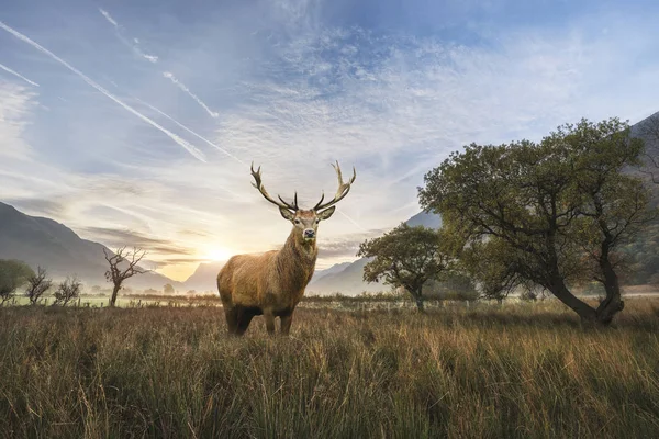Powerful red deer stag in countryside landscape scene looking ou — Stock Photo, Image