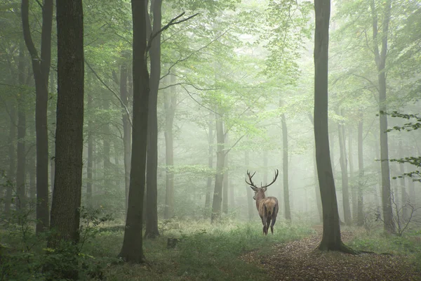 Beautiful image of red deer stag in foggy Autumn colorful forest — Stock Photo, Image
