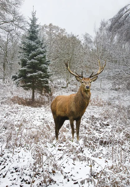 Vackra kronhjort stag i snö täckta festliga säsong vinter fo — Stockfoto