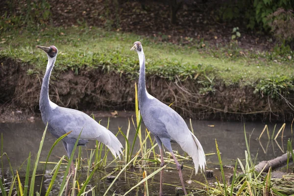 Naturliga porträtt av vit-naped crane fågel från Kina — Stockfoto