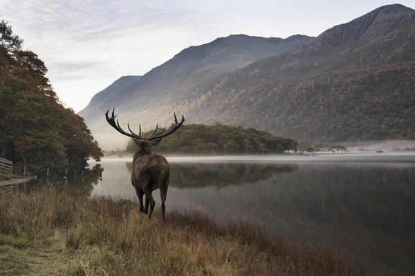 Bedövning kraftfulla kronhjort stag ser över sjön mot mo — Stockfoto