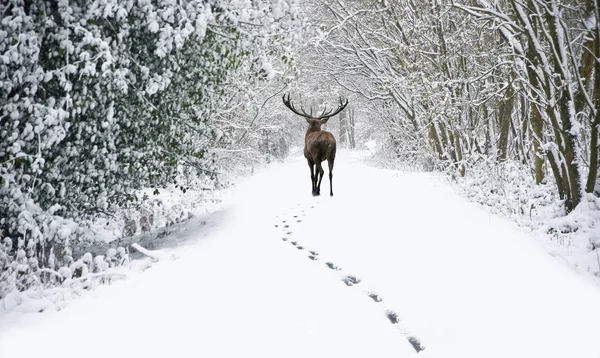 雪の中で美しいレッド ・ ディア鹿カバーお祭りシーズン冬 fo — ストック写真