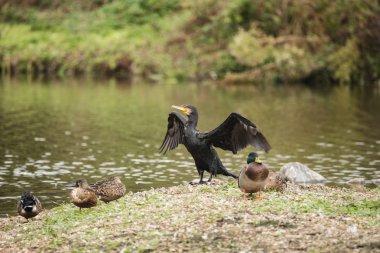 Karabatak Phalacrocoracidae yaymak güzel görüntü wings ben