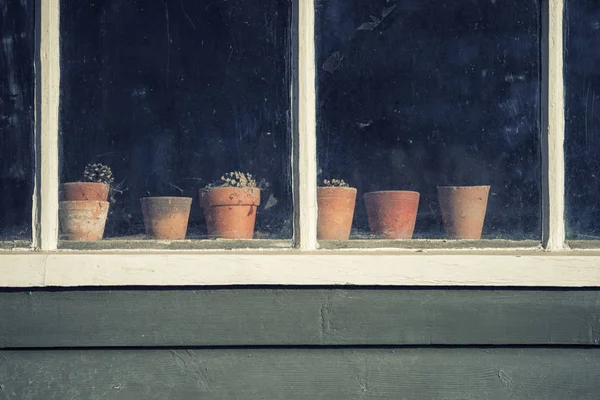 Plantas moribundas en macetas en ventana del antiguo cobertizo de macetas retro vintage —  Fotos de Stock