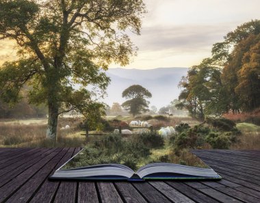 Kırsal olan üzerinde güzel sisli puslu sonbahar gündoğumu