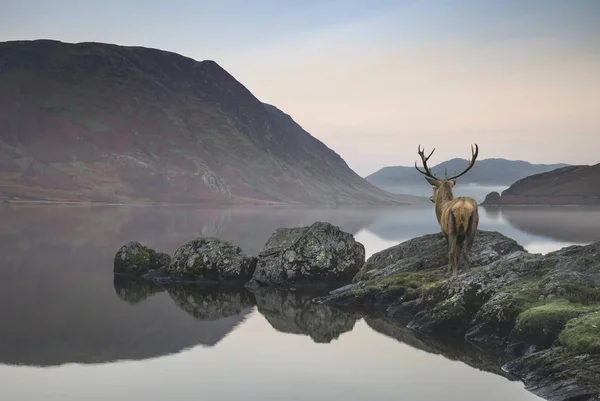 Stunning powerful red deer stag looks out across lake towards mo — Stock Photo, Image