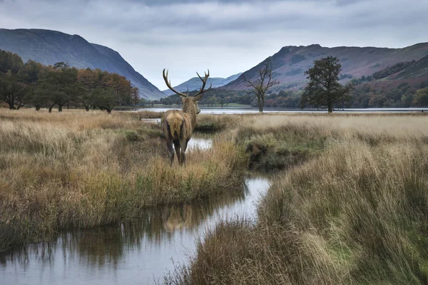 Bedövning kraftfulla kronhjort stag ser över sjön mot mo — Stockfoto