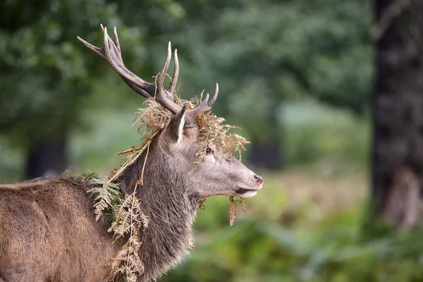 Majestic powerful red deer stag Cervus Elaphus in forest landsca — Stock Photo, Image