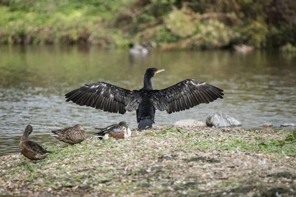 Mooi beeld van de verspreiding van de Aalscholver Phalacrocoracidae vleugels ik — Stockfoto