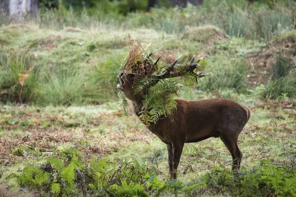 Majestätiska kraftfulla kronhjort stag Cervus Elaphus i skog landskap — Stockfoto