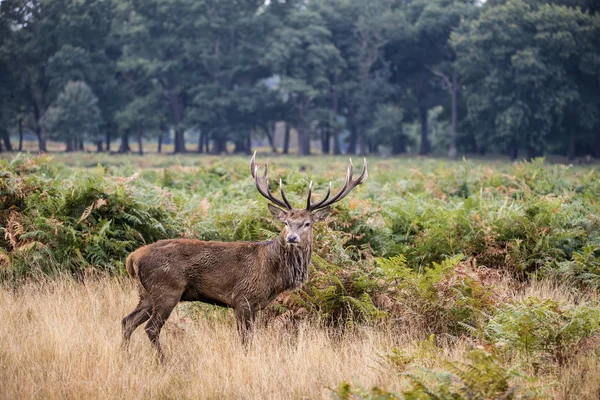 Majestuoso ciervo rojo poderoso Cervus Elaphus en el bosque landsca — Foto de Stock