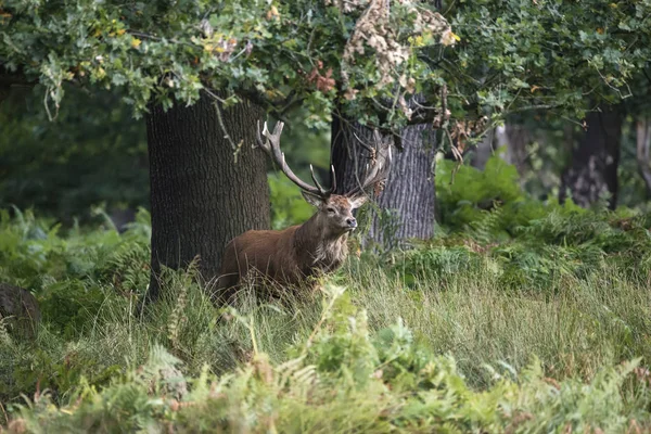 Majestic powerful red deer stag Cervus Elaphus in forest landsca — Stock Photo, Image