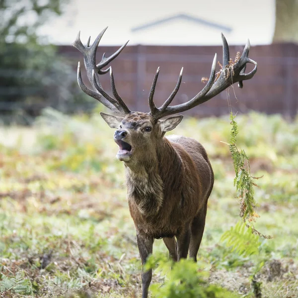 Fenséges erős gímszarvas legénybúcsúztatón Cervus Elaphus-erdei táj — Stock Fotó