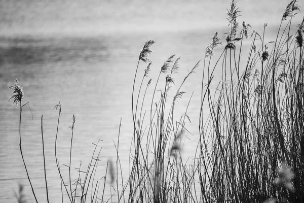 Beautiful black and white landscape image of reeds in Winter lak