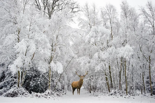 Mooie rode herten hert in de sneeuw bedekt feestelijke seizoen Winter fo — Stockfoto