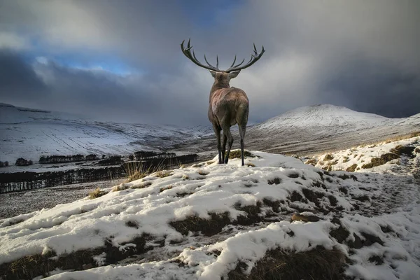 Beautiful red deer stag in snow covered mountain range festive s — Stock Photo, Image