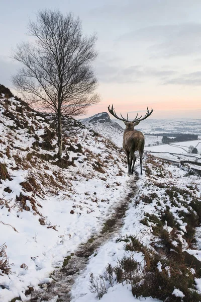 Gyönyörű Gímbika stag a hó borított hegylánc ünnepi s — Stock Fotó
