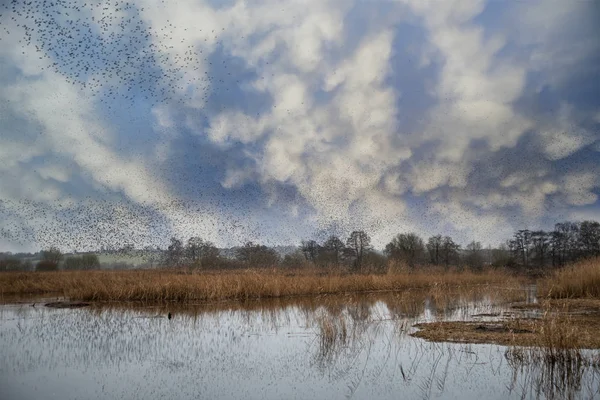 Murmure étourdissant massif sur les terres humides du lac Somerset — Photo