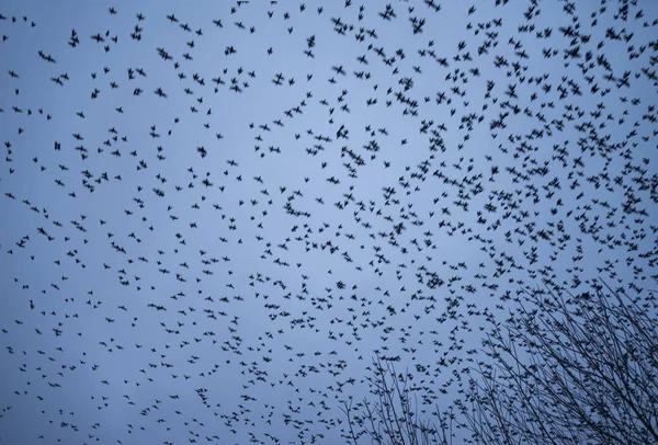 Massale Spreeuw murmuration over Somerset wetlands meer landsca — Stockfoto