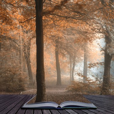 Çarpıcı renkli huysuz canlı sonbahar sonbahar sisli orman landsca