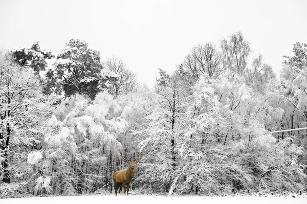 Hermoso ciervo rojo ciervo en temporada de fiestas cubiertas de nieve Invierno fo — Foto de Stock